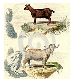 Goat of Judah, Goat of Syria, vintage engraving