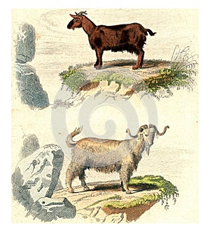 Goat of Judah, Goat of Syria, vintage engraving photo
