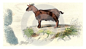 Goat of Judah, vintage engraving