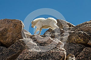 Goat Jumping on Rocks