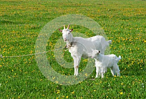 Goat with kid