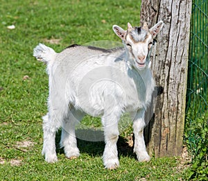 Goat kid