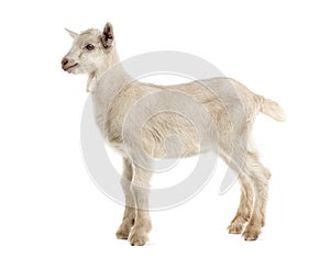 Goat kid (8 weeks old)