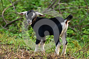 Goat kid