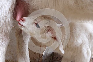 The goat and the kid, the baby goat white goat agriculture animals / Pets goat milk goat farm the tenderness of the udder teats of