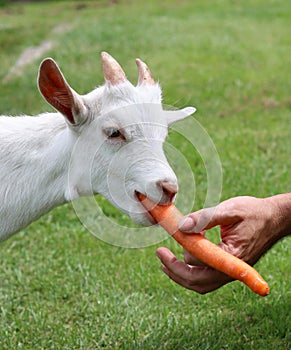 Goat kid eating carrot Cute domestic animal close up photo. Livestock farm.