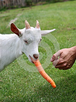 Goat kid eating carrot Cute domestic animal close up photo. Livestock farm.