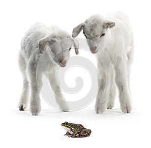 Goat kid and frog