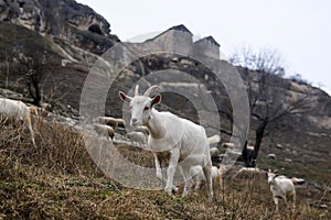 Goat kid grazing with a herd against the background of the ruins of the ancient cave city-fortress Chufut-Kale, Crimea