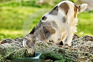Goat kid looking in itâ€™s reflection in the stream