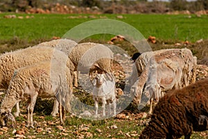 A goat kid among the sheep