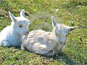 Goat kids