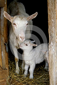 Goat with the kids against the black background