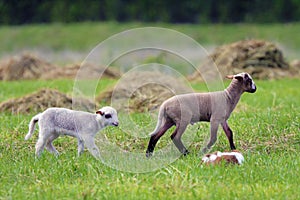 Goat kids walking in the field