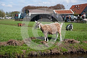 The goat Kinderdijk, Netherlands