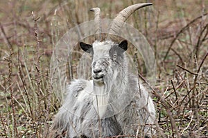 A Goat with large horns lying down down in the thicket chewing the cud.