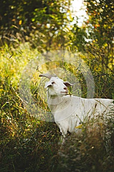 goat laying down in tall grass next to trees and shrubbery