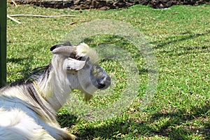 Goat laying in the grass alone