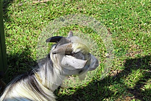 Goat laying in the grass alone