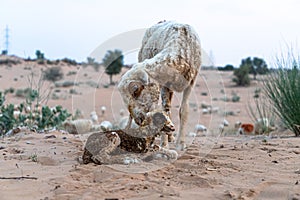 Goat licks her lamb after giving birth in indian thar desert