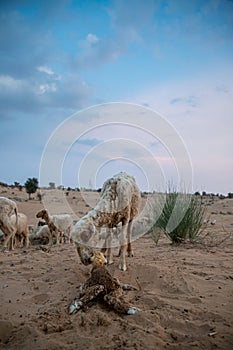 Goat licks her lamb after giving birth in indian thar desert