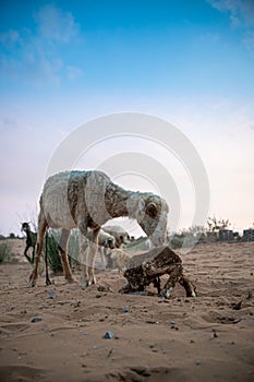 Goat licks her lamb after giving birth in indian thar desert