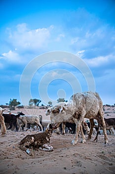 Goat licks her lamb after giving birth in indian thar desert