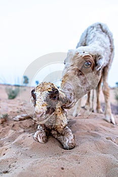 Goat licks her lamb after giving birth in indian thar desert