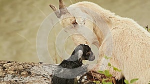 The goat lies on the grass next to the pond with a black newborn baby.