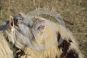 goat lifts his lip and sniffs pheromones. goat sexual behavior during mating