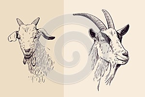 Goat line art photo