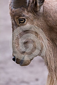 Goat looking aside safari park