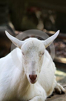 Goat looking at camera with space for copy