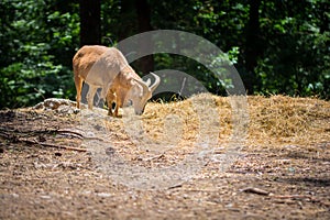 Goat looking for fodo in the forest on a sunny day