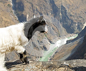 Goat Looking Over Edge