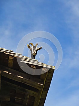 Goat looking from a roof in ballenberg open air museum