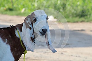 Goat looking towards camera in animal farm