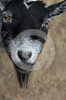 Goat looking up