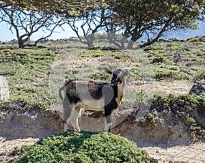 Goat looks at camera, nature, summer sunny day at Volax village in Tinos island Cyclades Greece