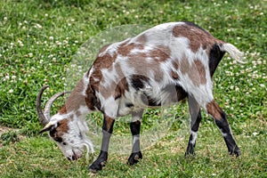 A goat looks the grass