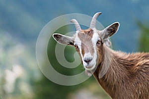 A goat looks at us