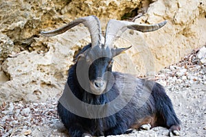 Goat lying on the ground watching. Black and brown