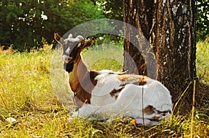 Goat lying portrait
