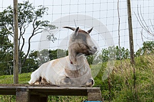 Goat lying uninterested on a pasture