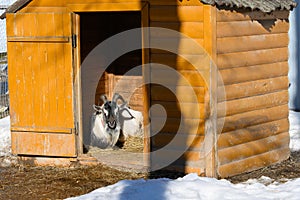 the goat is lying in a wooden house. Corral for livestock