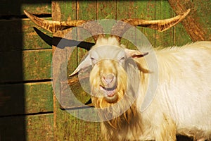 Goat, male Capra aegagrus hircus portrait photo