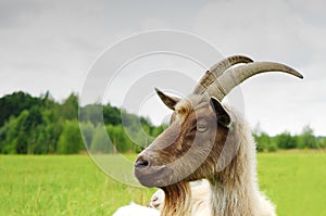 Goat in a meadow