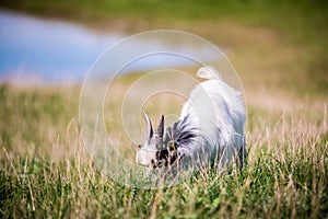 Goat in a meadow