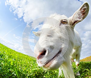 Goat on the meadow