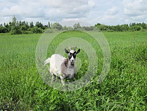 Goat in meadow